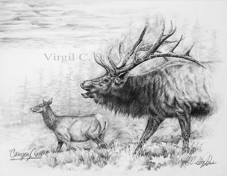Canyon Call elk pencil drawing by Virgil C. Stephens